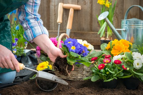 A gardener is engaged in planting a flowering primula with purple blooms into the dark, rich soil of a well-maintained garden bed. The gardener's arm, clad in a plaid long-sleeve shirt, is visible as they hold the plant carefully. Surrounding the planting area are various potted flowers, including bright yellow primulas and red and white blossoms, placed on the garden's edge or on a nearby wooden surface. In the background, a wooden fence separates the garden from neighboring outdoor spaces, and gardening tools such as a small trowel and watering can are visible, indicating ongoing garden maintenance. The scene suggests a neat, cultivated outdoor space with a focus on planting and flower care, typical of residential gardens in Thamesmead or nearby London areas. The lighting appears natural, and the environment is clean and organized, reflecting professional gardening efforts by company such as Hedge Trimming Thamesmead that support local outdoor maintenance and landscaping services.