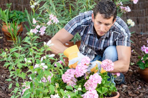 A man wearing a blue plaid shirt is tending to a garden bed filled with pink and white flowering plants. He is crouched down, carefully pruning or inspecting the flowers with gardening gloves on, surrounded by lush green foliage and soil. The garden features a mixture of flowering shrubs and leafy plants, with some potted plants visible in the background, indicating a well-maintained outdoor space likely part of a residential garden in Thamesmead. The scene appears to be during daylight, with natural light illuminating the vibrant colours and textures of the garden elements, reflecting professional outdoor maintenance or gardening work typical of services provided by Hedge Trimming Thamesmead in the local area.